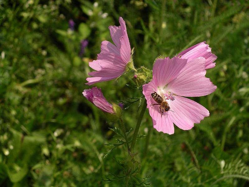 Flora 39.jpg